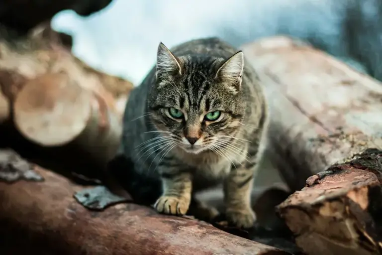 How to introduce a new cat to your home: A week-by-week guide