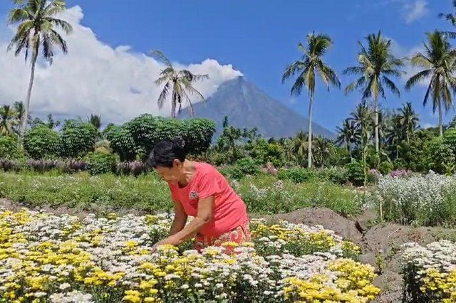 Flowers at the foot of Mayon Volcano in bloom, days before the ...