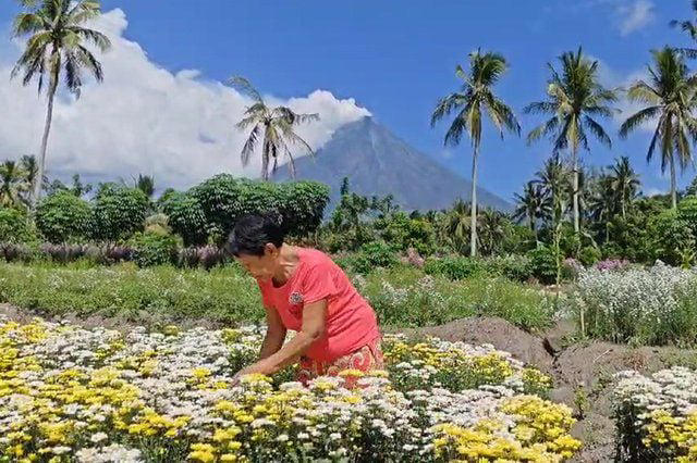 Flowers at the foot of Mayon Volcano in bloom, days before the ...