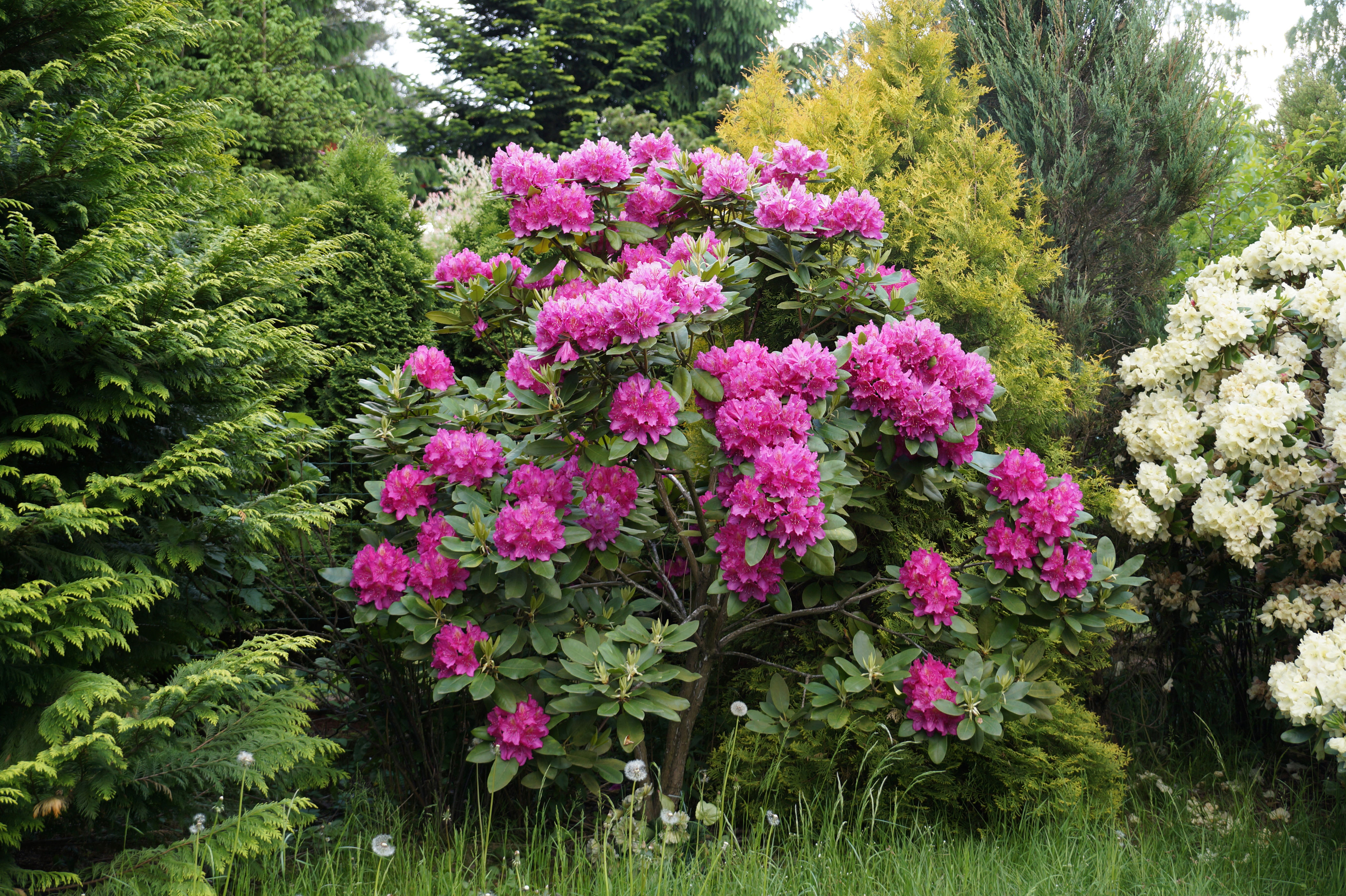 Rhododendron : ce qu’il faut absolument faire en novembre pour le ...