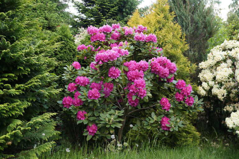 Rhododendron : ce qu’il faut absolument faire en novembre pour le ...