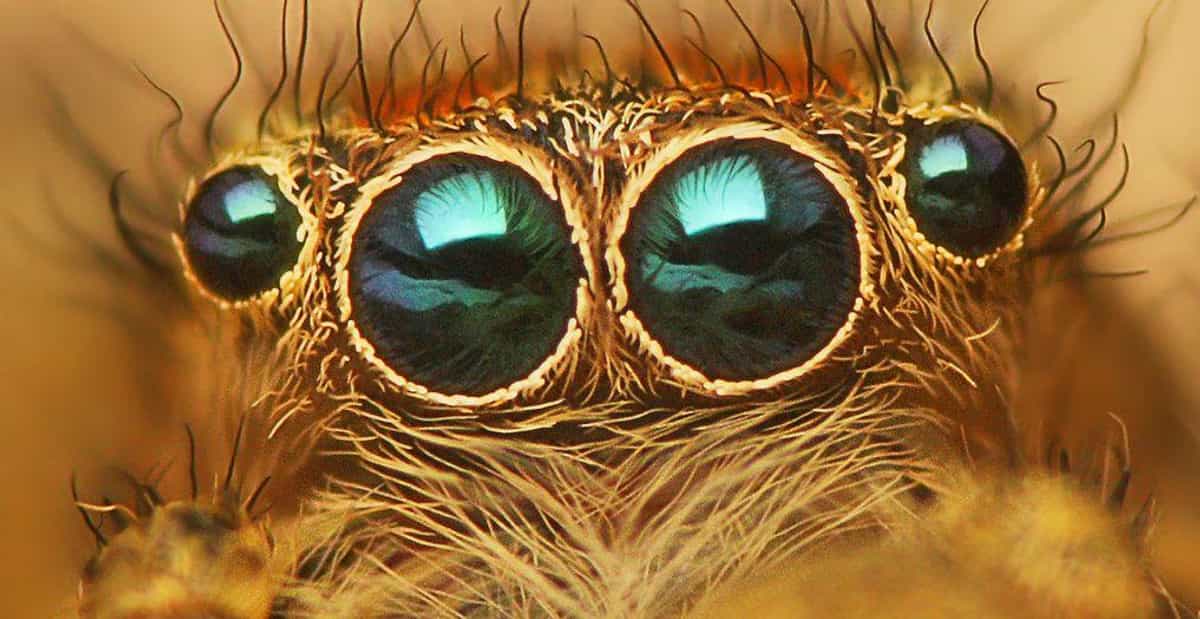 11 disturbing spider facts