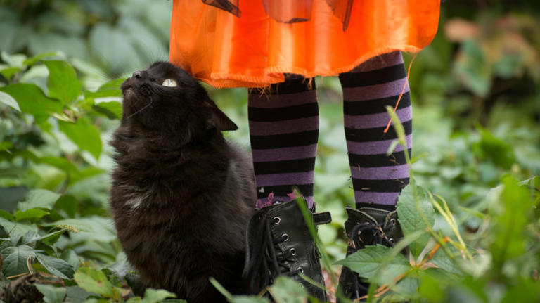 Black cat is visibly unimpressed after 'hooman' baby dresses up as her ...