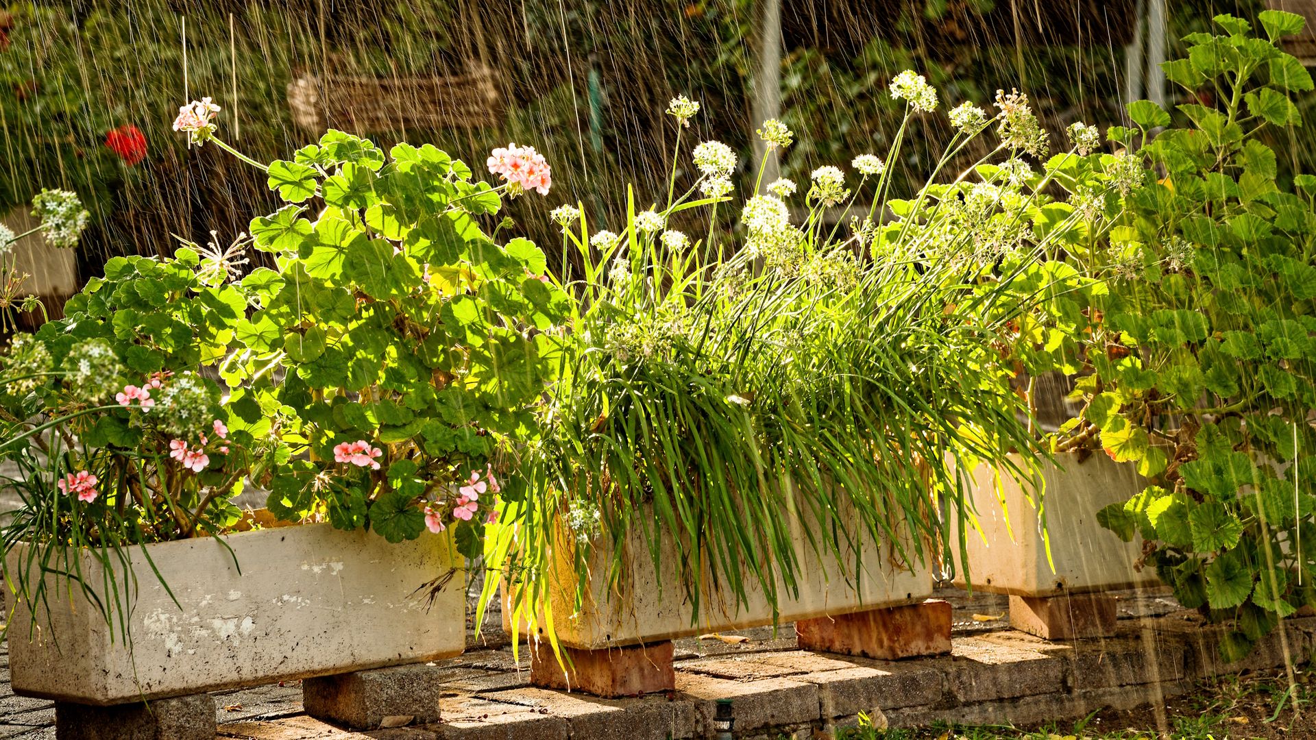 Do this 1 thing before the weather worsens to keep your potted plants safe