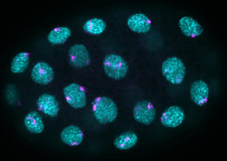 Hidden chromosome structures reveal greater complexity in how ...