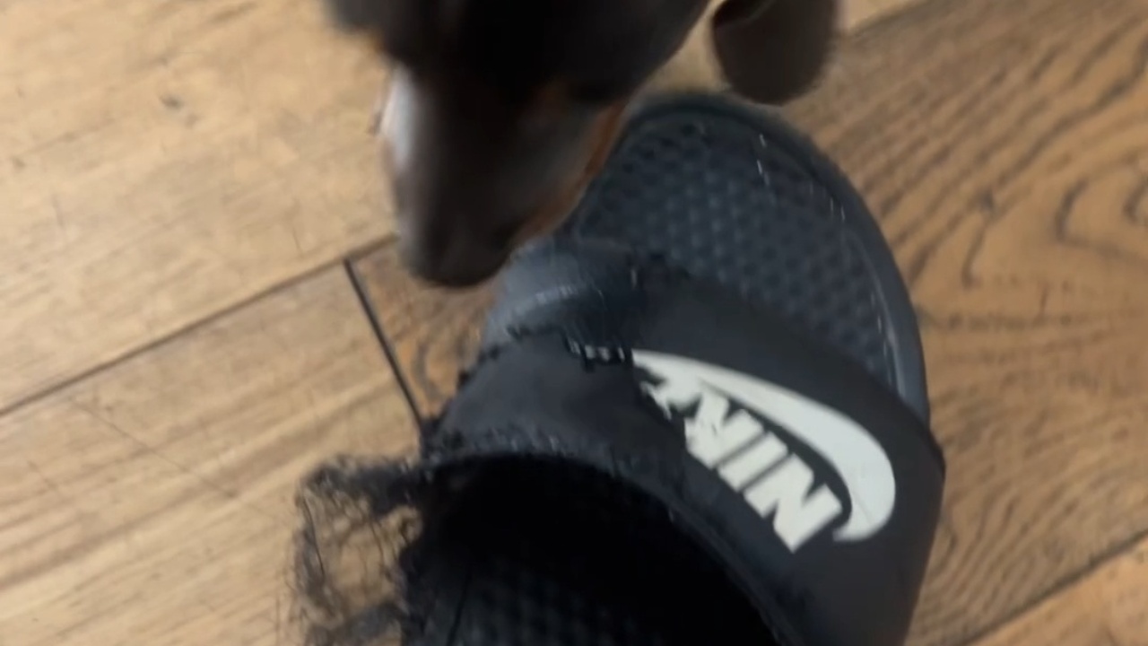 Guilty dachshund walks away after ruining dad's shoe