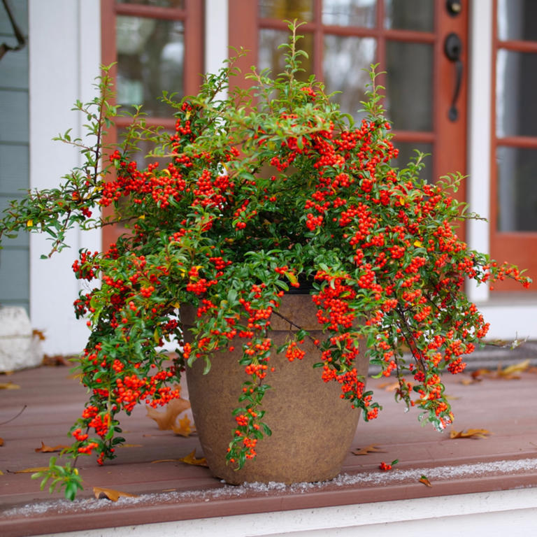 6 berry-bearing shrubs to plant now and feed hungry birds through winter