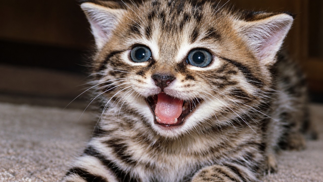 Scientists have studied a parasite that changes animal behavior - and ...