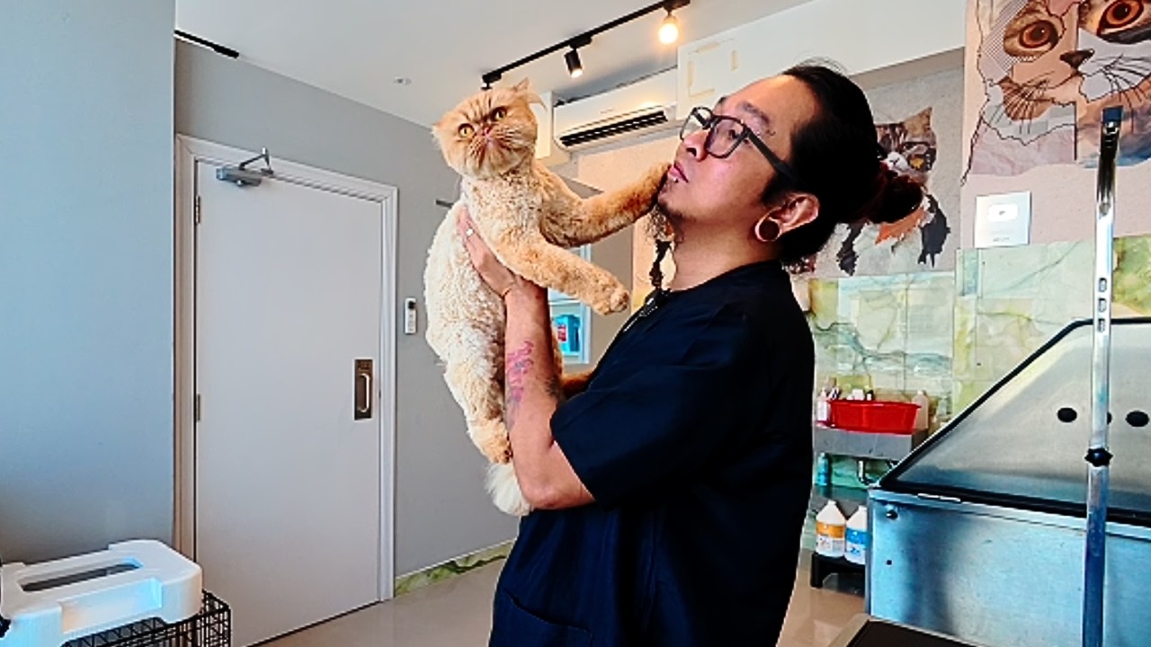 Eddie the ginger Persian cat stays calm and sweet during her grooming ...