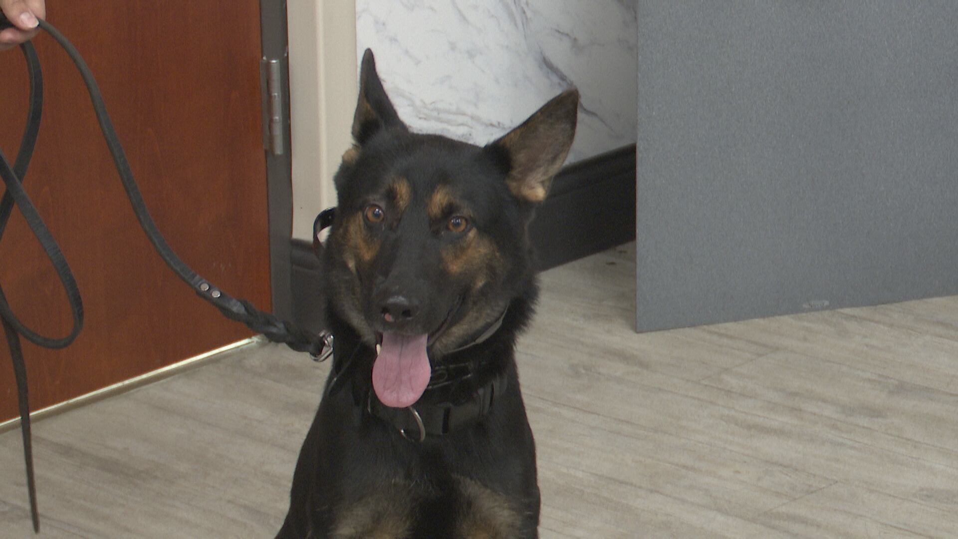 Mobile Infirmary adds K-9 de-escalation teams to protective services