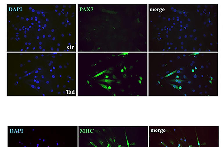 Viagra's cousin could help muscle cells stay primed for regeneration