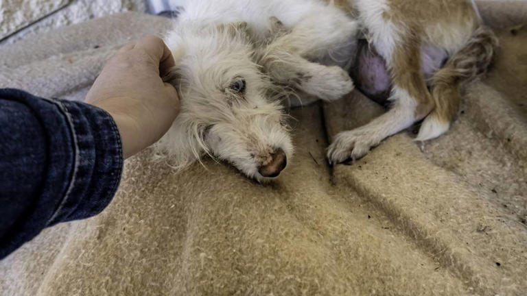 Free rescue doodle gets a second chance and her transformation is ...