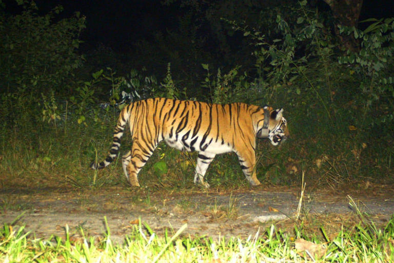 Buxa tigress reaches Assam’s Raimona, joint team monitors movement ...