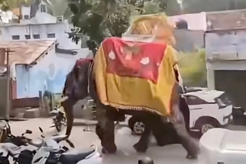 Terrified elephant runs amok at packed festival as it loses 630kg ...