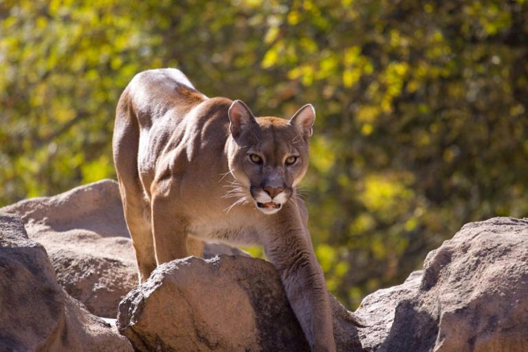 Miami County Sheriff’s Office warns of several mountain lion sightings