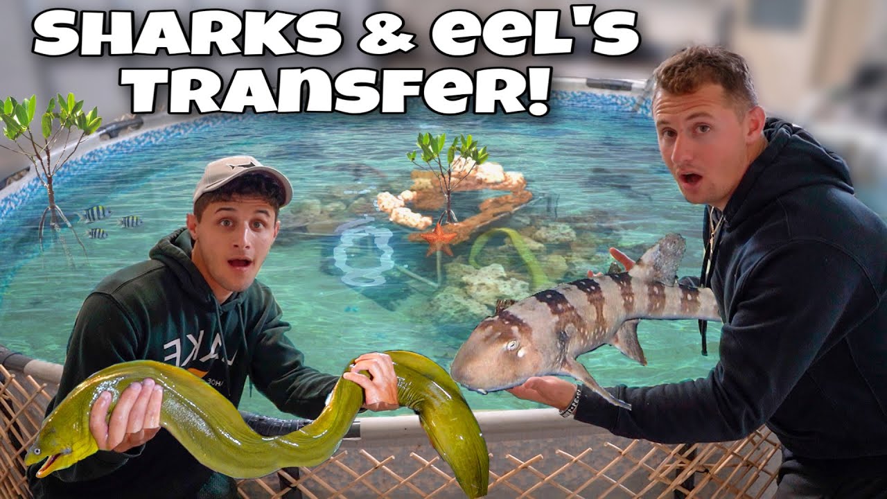 Moving all my sharks and eels into a 3,000-gallon saltwater pond!