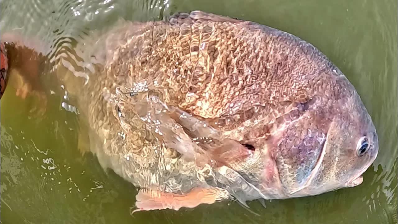 An angler lands a large fish on 4 lb test line