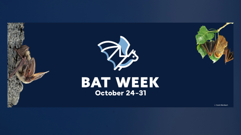 Bat Week shines a light on bats' role in nature and the need to protect ...