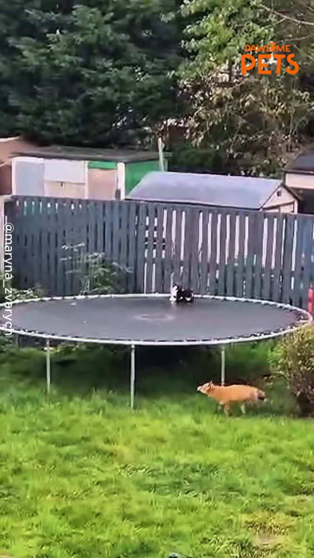 Fox jumps onto garden trampoline to approach cat before feline makes a ...
