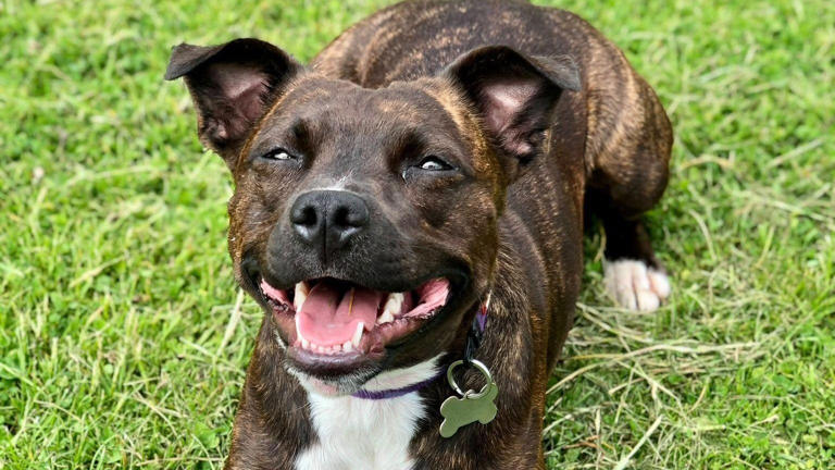 How chasing a cat earned rescue dog top award