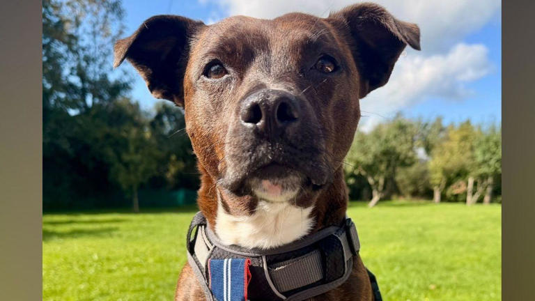 How chasing a cat earned rescue dog top award