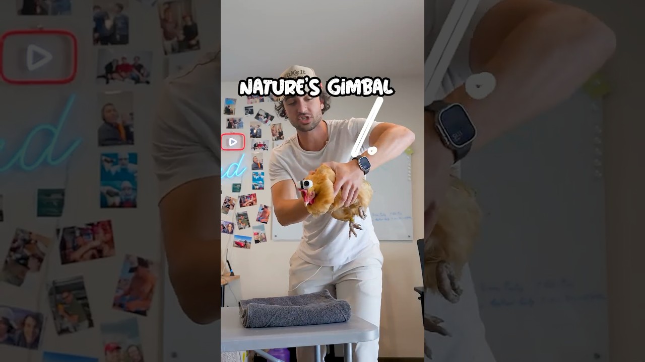 I attached a camera to a chicken's head