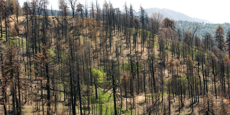 Kids can't even enjoy the woods anymore