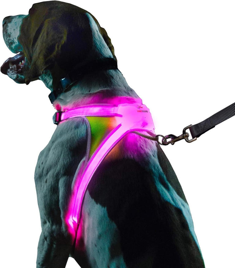 9 dog-walking essentials for cold and rainy weather