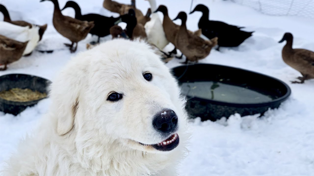 Toby, the dog that guards ducks
