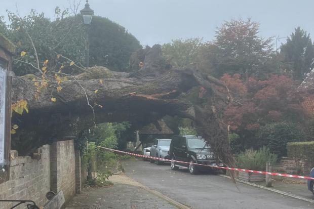 Villagers lament 'deeply saddening loss' after historic tree felled in ...