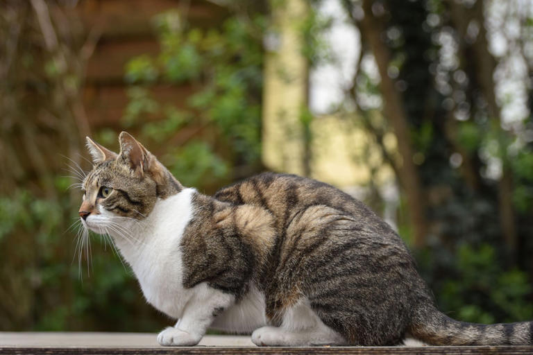 Selkirk defends animal-control program amid concerns over stray cats