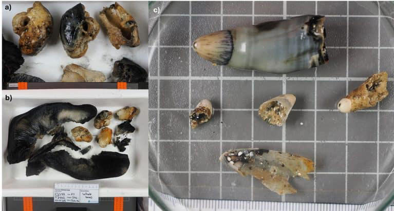 A robot scooped up sediment from a strange patch of the Arctic seafloor ...