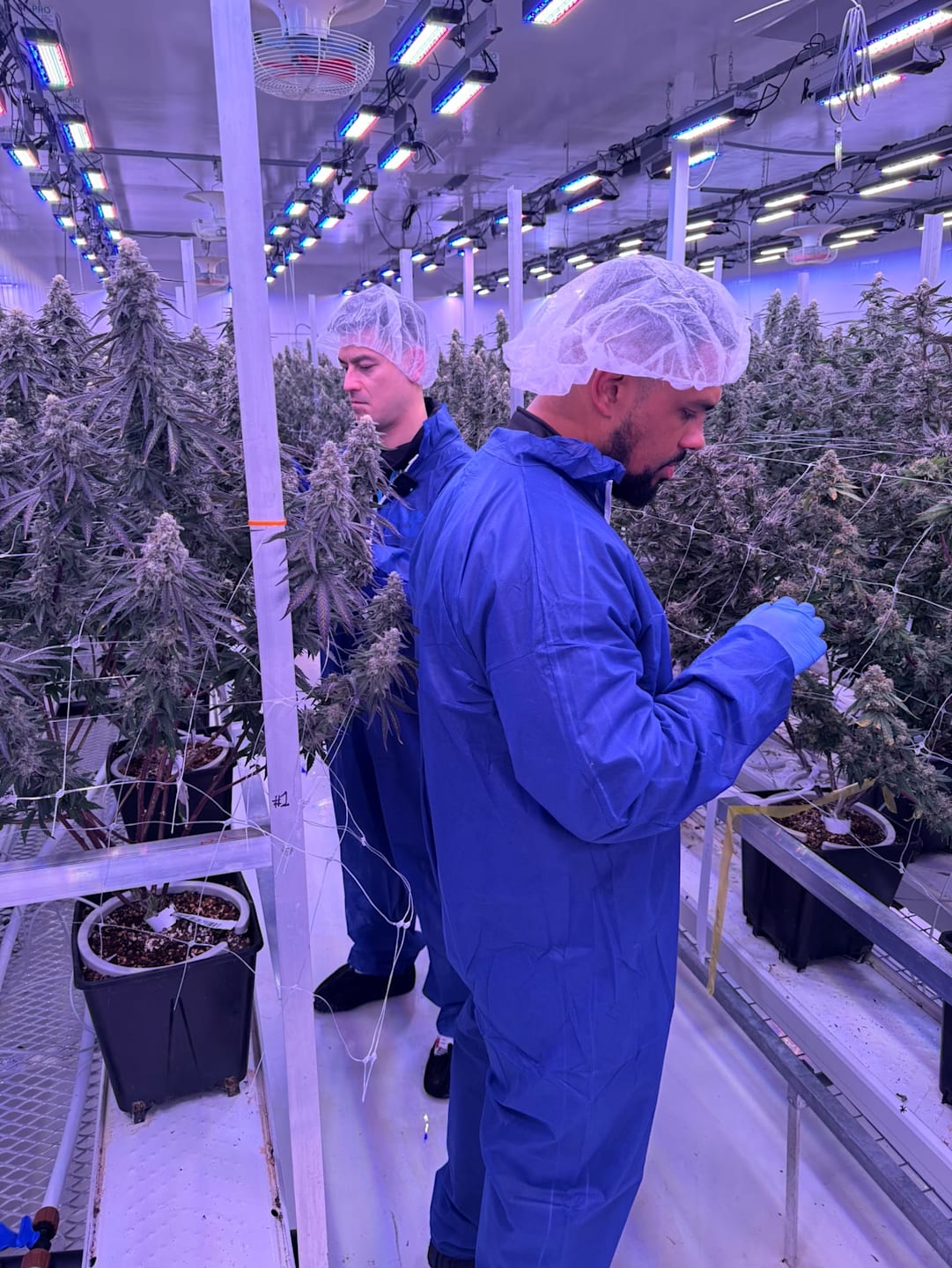 Exclusive: Rapper Blade Brown moves into medical cannabis as Mamedica ...