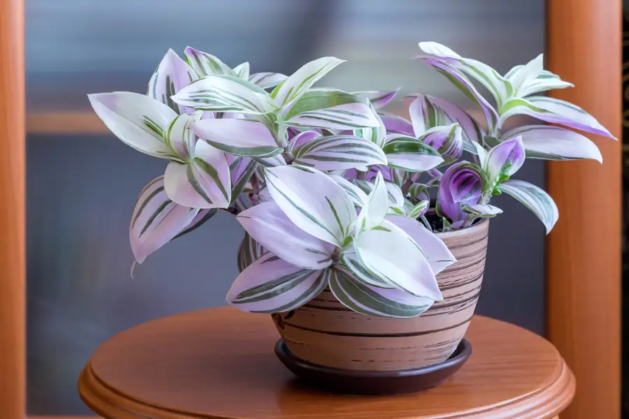 4 plantas de interior ideales para reproducir en agua y llenar tu casa ...