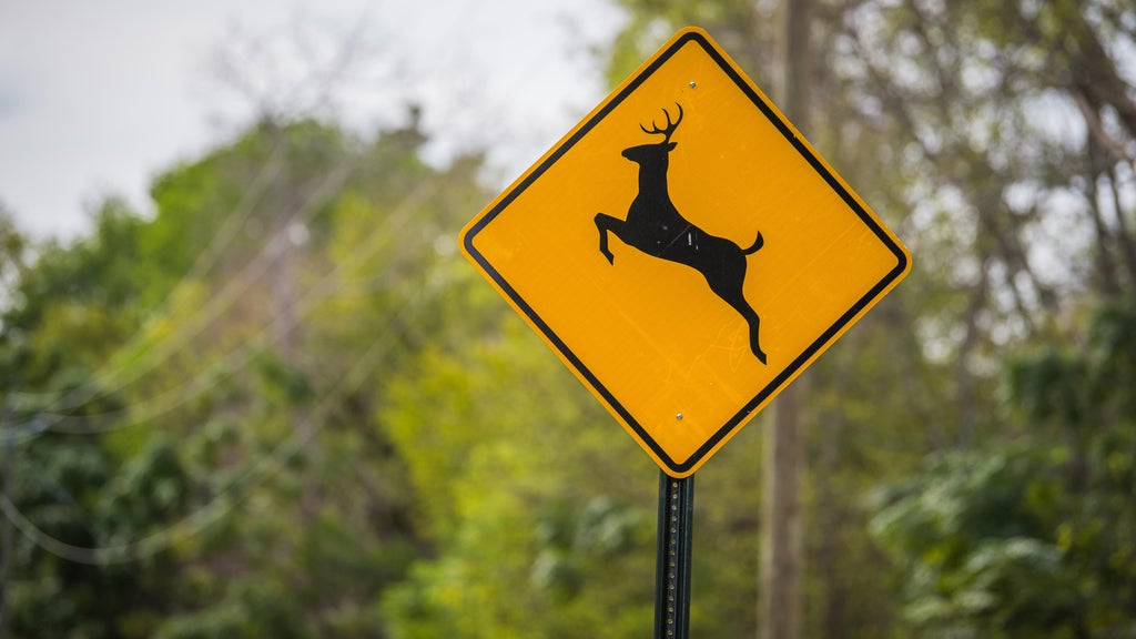About 41% of Michigan's deer crashes happen from October through ...