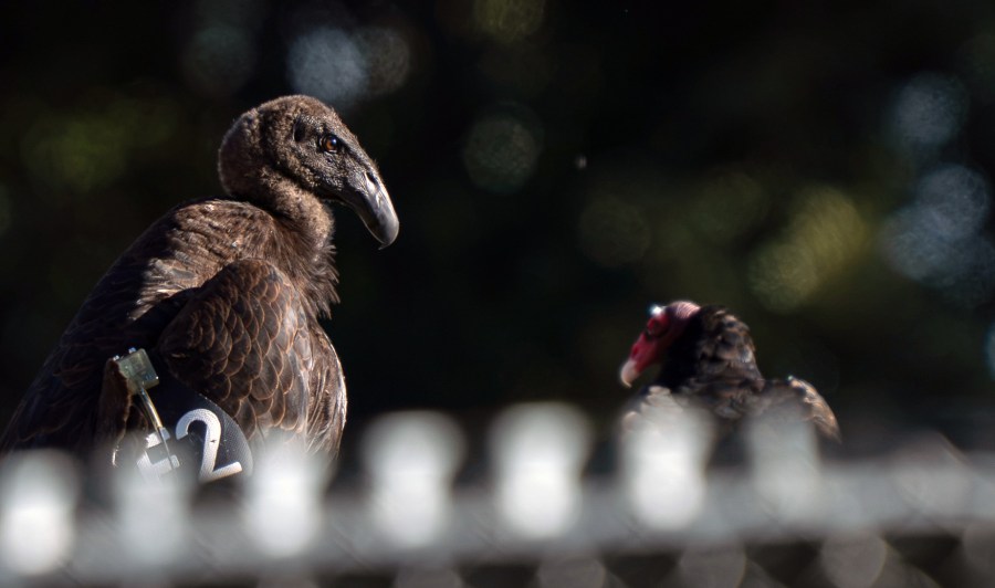 California condor raised in San Diego County released into the wild ...