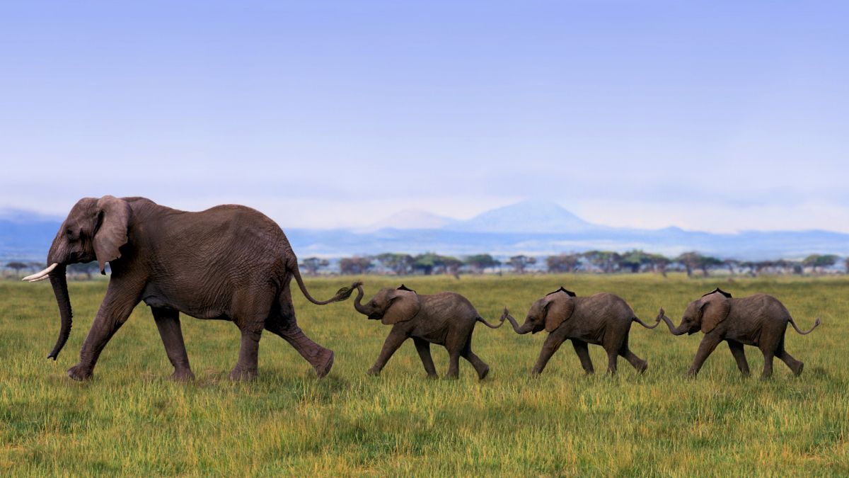 ASX explorers join rush for Africa’s copper riches