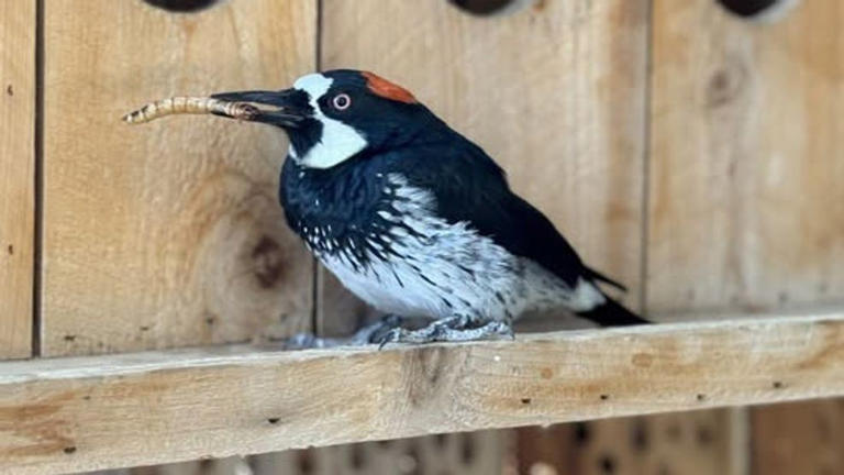 CALM Zoo announce death of Ruby the acorn woodpecker
