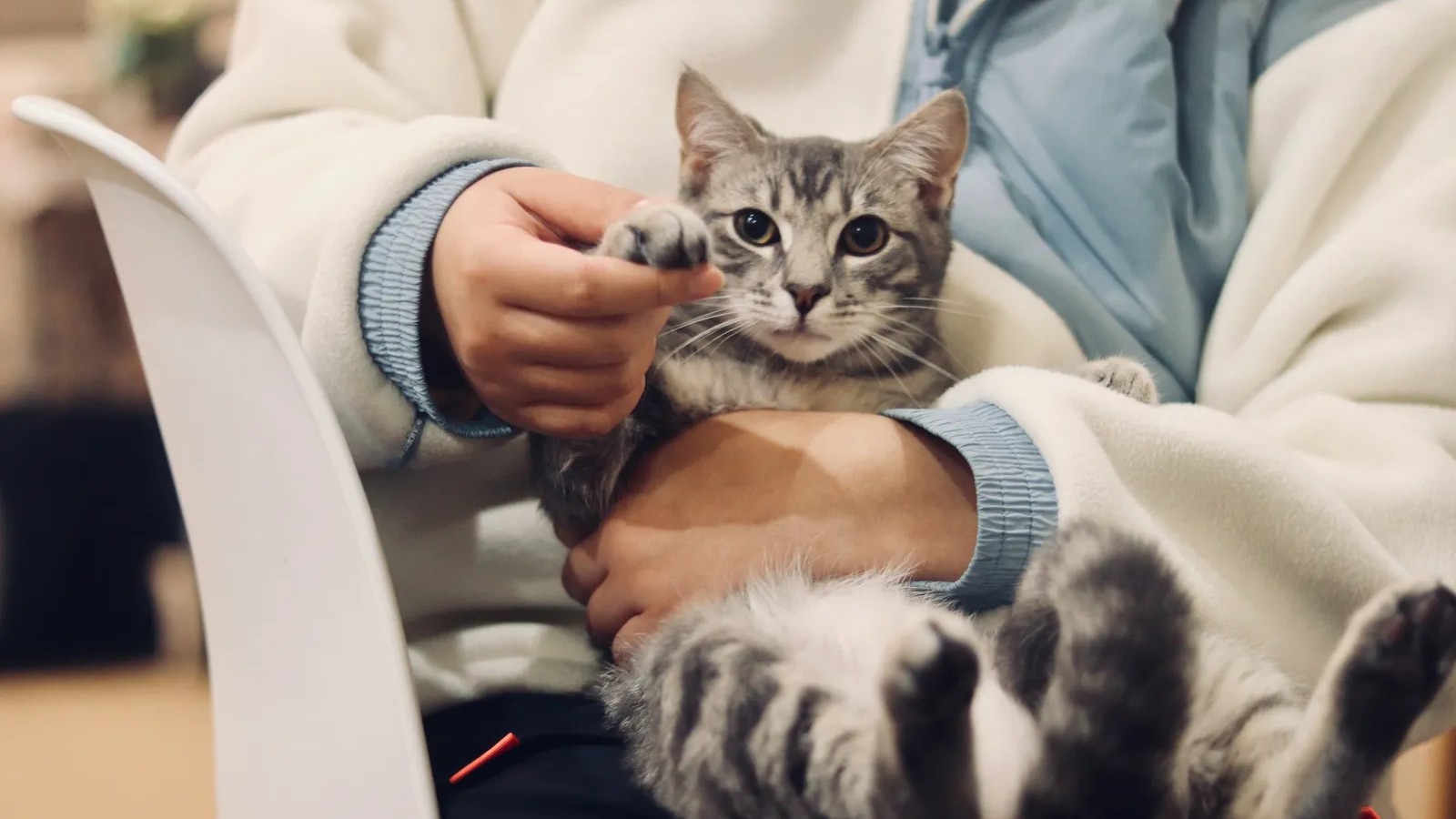 How to introduce a new cat to your home: A week-by-week guide