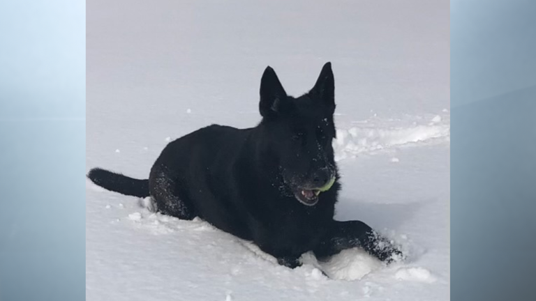 End of watch: Retired Indiana State Police K-9 Boomer dies