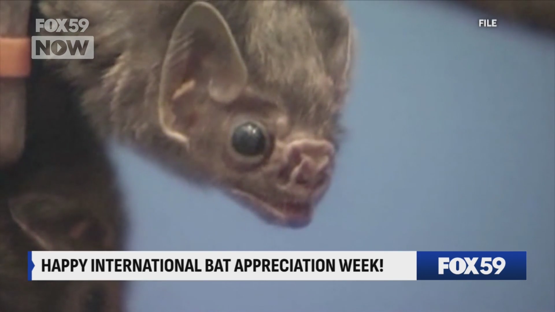 Celebrating International Bat Appreciation Week