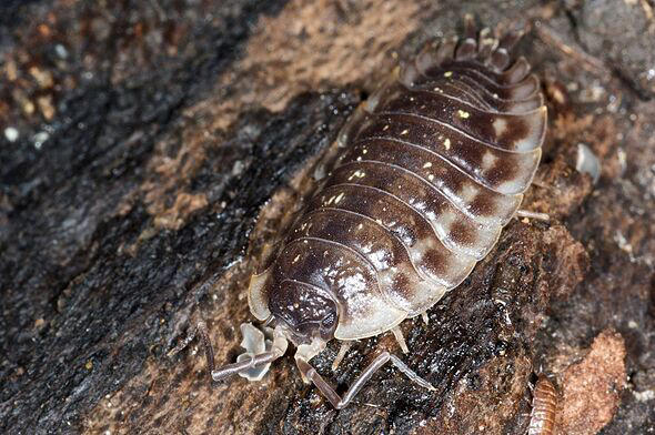 Stop woodlice from invading your home this week with simple solution