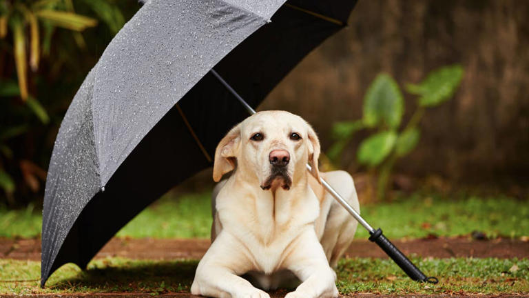 Watch Callie the Labrador splash in puddles on a rainy parking garage roof