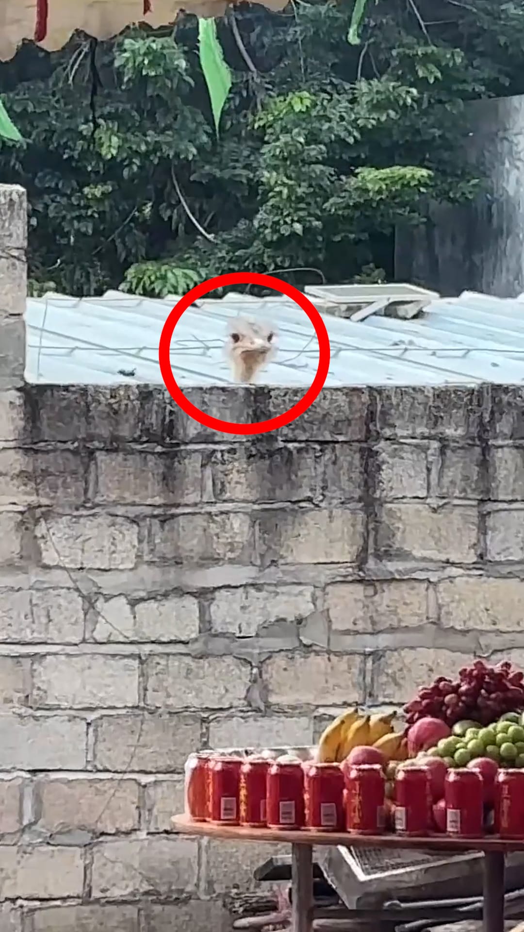 Curious ostrich peeks over wall to watch family celebration