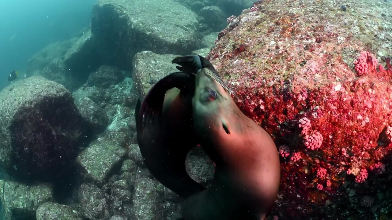 Cousteau called this “the world’s aquarium”—then divers found sea lions ...