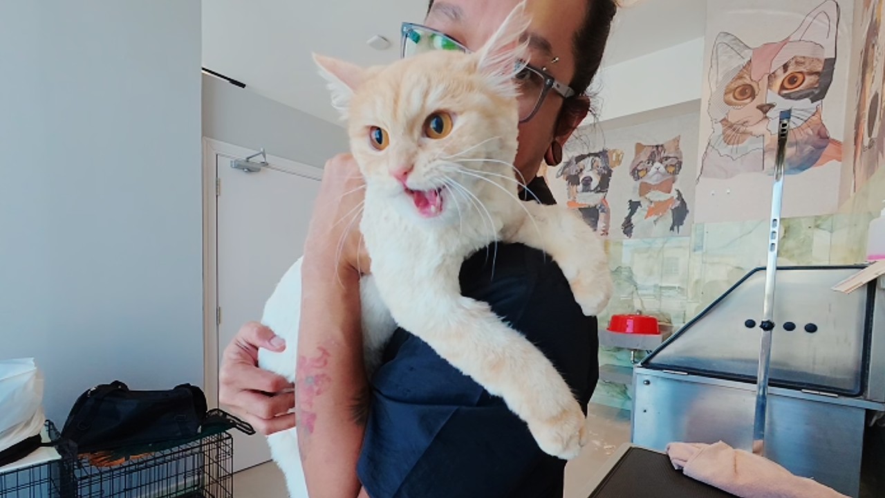 Stella used to be so scared of the dryer! 🙀 Now look at her progress! 😻