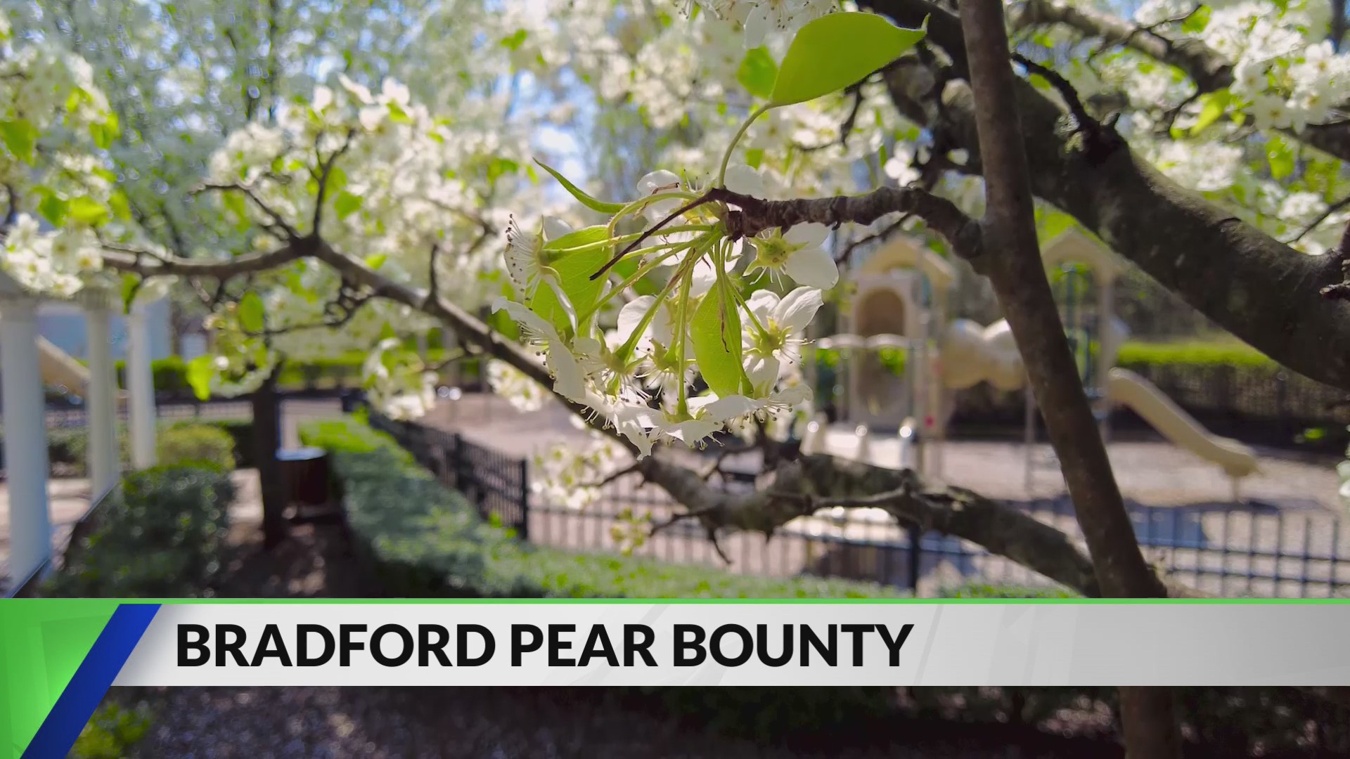 Scott County residents can trade Bradford pear trees for free native trees