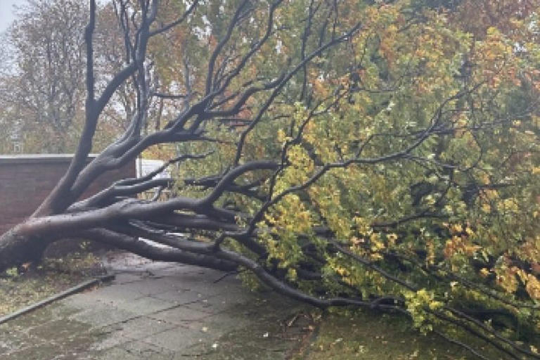 Storm Boelo causes chaos in Newcastle with dozens of trees damaged or ...