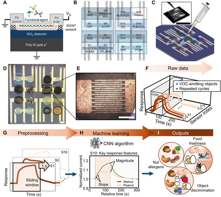 Berkeley's new electronic nose recognizes food odors and signs of spoilage