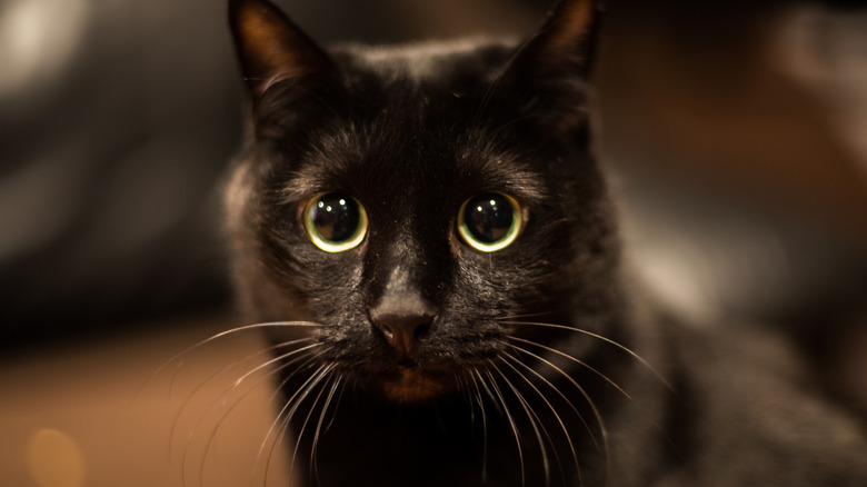 Black cat is visibly unimpressed after 'hooman' baby dresses up as her ...
